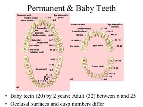 Pediatric Teeth Letters