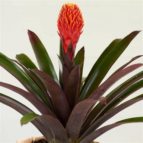 Bromeliad Guzmania 'Tala' | White Flower Farm