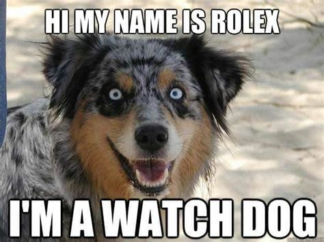 37+ Most Adorable Smiling Dog Memes