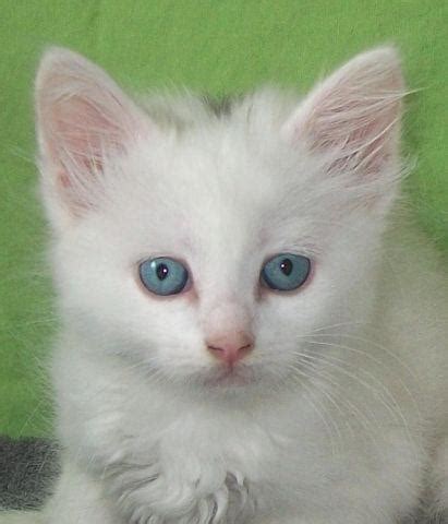 Adorable Albino Siamese Kittens for Sale in Bellvue, Colorado Classified | AmericanListed.com