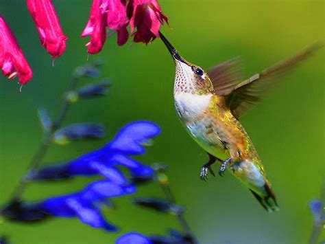 45+ Hummingbird Screensaver Gif - Aesthetic Backgrounds Ideas