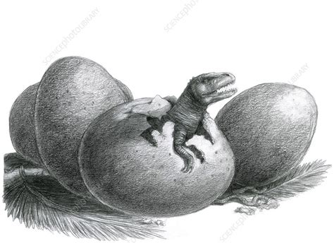 Dinosaur Egg Hatching - Stock Image - C011/8054 - Science Photo Library