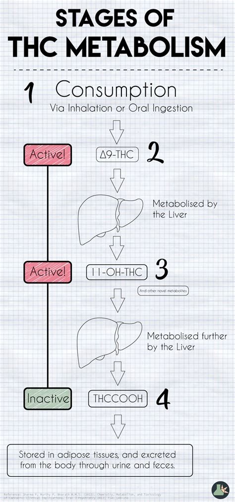 How is THC Metabolized?