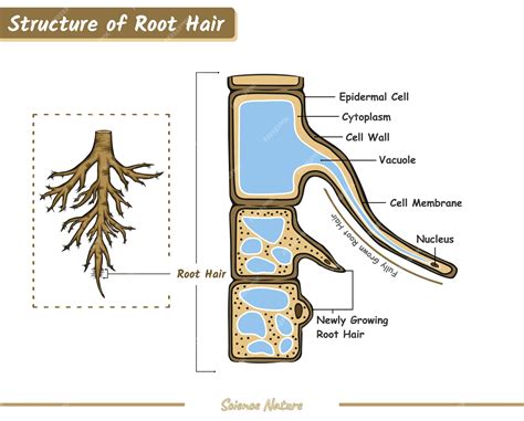 Root Hairs Diagram