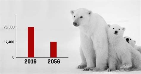 Polar Bear Population Could Decline By Over 30% As Arctic Ice Melts