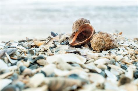 Texas' Best Beaches for Seashell Collecting | Texas Heritage for Living | Texas beaches ...