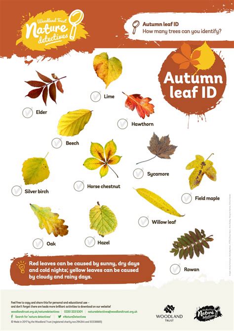 Autumn leaf identification poster - Woodland Trust - Nature Detectives | Leaf identification ...