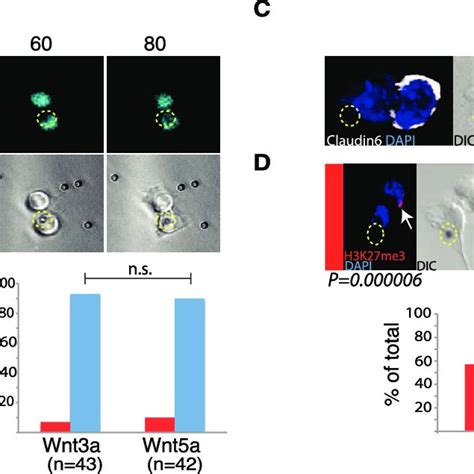 Distal cells express markers of epiblast stem cell fate. (A) Selected ...