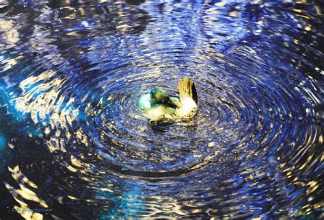 Spinning Duck Photograph by DiDi Higginbotham