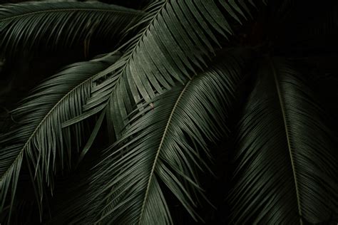 wallpaper leaves, plant, green, dark, botanical garden HD : Widescreen : High Definition ...