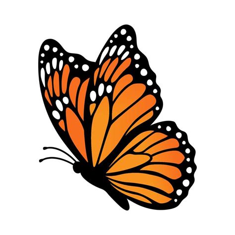 Monarch butterfly, side view. Vector illustration isolated on white ...