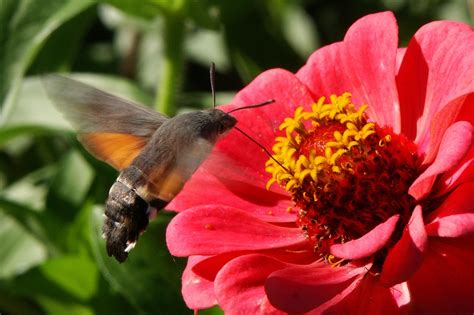 Natur Blumen Insekten - Kostenloses Foto auf Pixabay