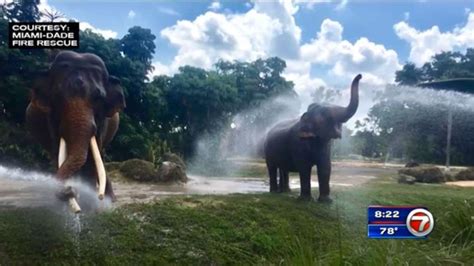 Miami-Dade Fire Rescue helps cool down elephants at Zoo Miami – WSVN ...