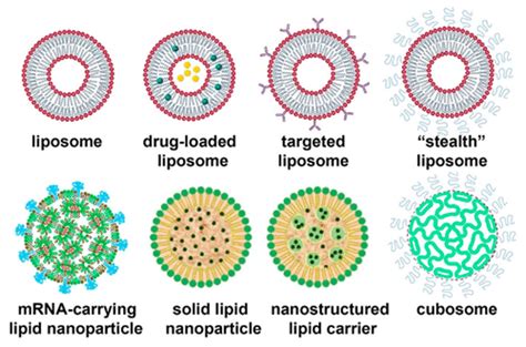 Lipid Nanoparticles - From Liposomes to mRNA Vaccine Delivery, a ...