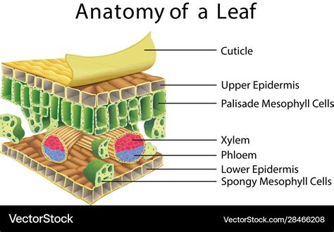 Leaf Diagram Labeled