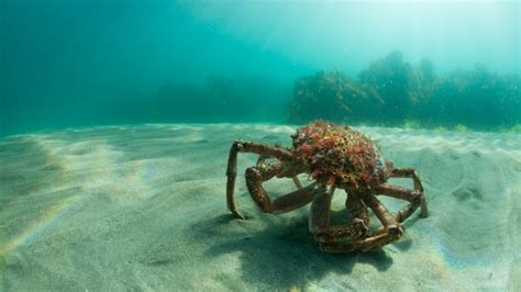 European spider crab: habitat, characteristics and reproduction