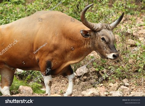 Banteng Bos Javanicus Type Wild Cattle Stock Photo 2233212135 ...