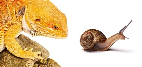 Choosing a Bearded Dragon Lizard Diet - Pet Food Guide