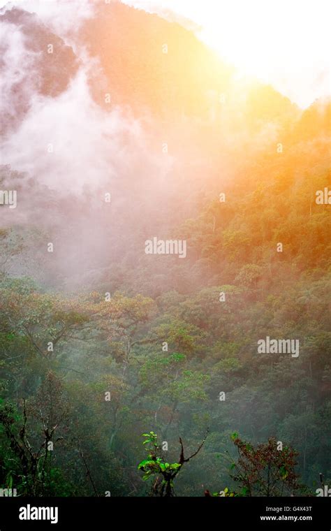 Amazon rainforest. Ecuador Stock Photo - Alamy