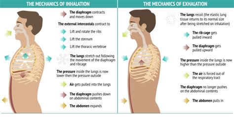 How to combine breath and movement in your yoga practice - Sequence Wiz ...