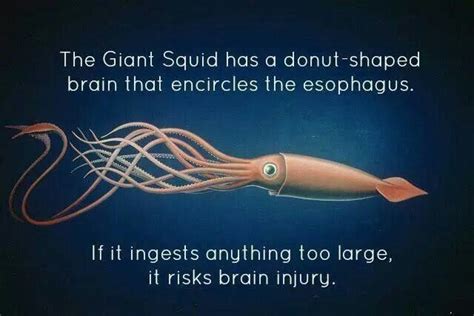 Giant Squid Doughnut Brain | Cool science facts, Animal facts, Wtf fun facts