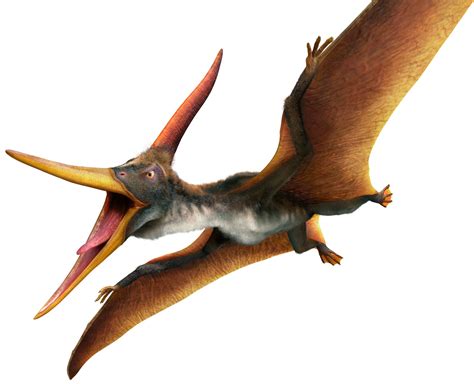 Pteranodon longiceps