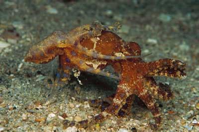 Blue Ringed Octopus - Reproduction in the Animal Kingdom