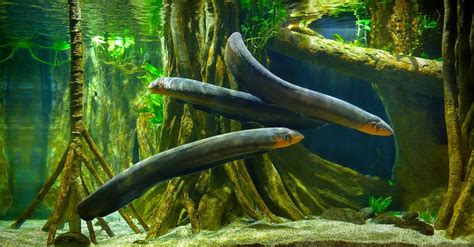 Discover the Mind-Bending Science Behind How Electric Eels Work - A-Z ...