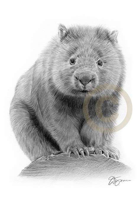 WOMBAT Pencil Drawing Print Wildlife Art Artwork Signed by - Etsy UK