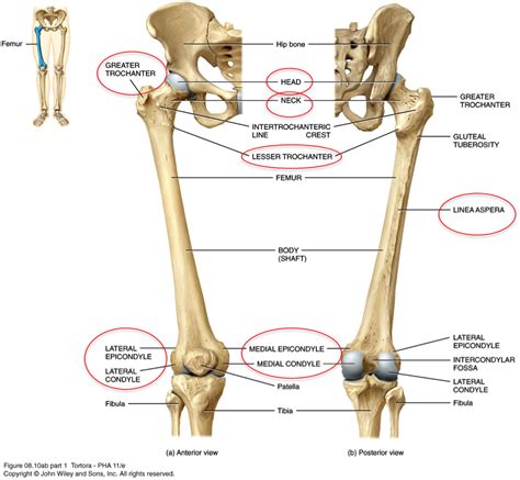 (6) Skull, Axial & Appendicular Skeleton at University of Michigan - Ann Arbor - StudyBlue