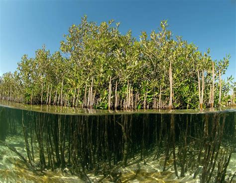 Mangrove Trees Photograph by Louise Murray/science Photo Library - Fine Art America