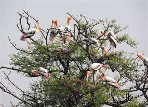 How to Visit the Bharatpur National Park in Rajasthan, India