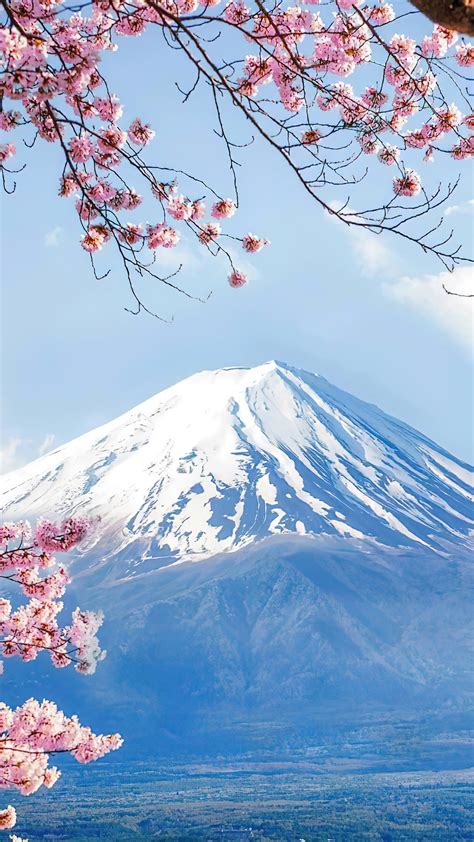 Mount Fuji Cherry Blossom