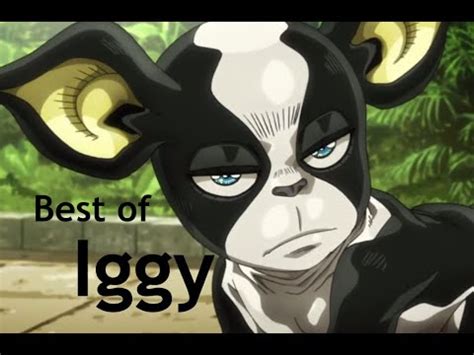 Best of Iggy | JoJo's Bizarre Adventure - YouTube