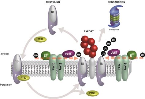 The yin and yang in the life of proteins: Two opposing mechanisms ...