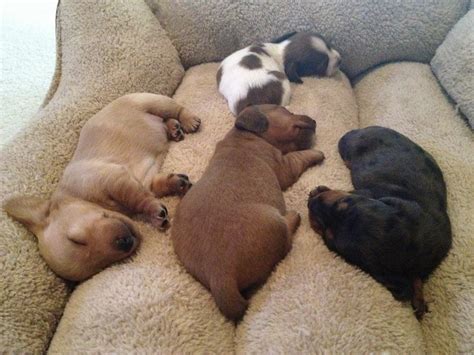 Dachshund puppies sleeping | Teh Cute - Cute puppies, cute kittens & other adorable cute animals