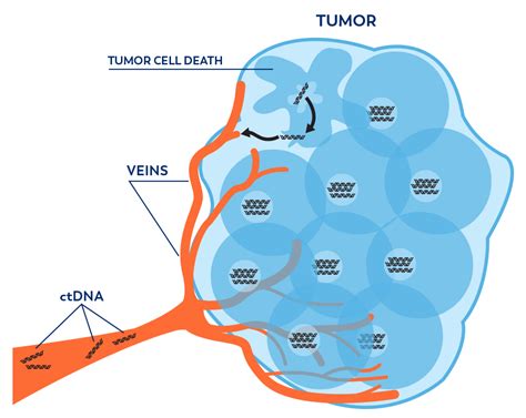 Circulating Tumor DNA | Know Your Biomarker