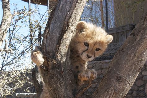 Namibia Wildlife Sanctuary - The Mighty Roar