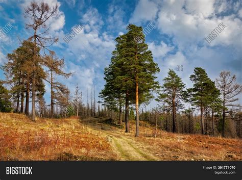 Early Spring Forest. Image & Photo (Free Trial) | Bigstock