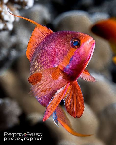 Pin di Paola su AMAZING | Pesce tropicale, Animali acquatici, Animali marini