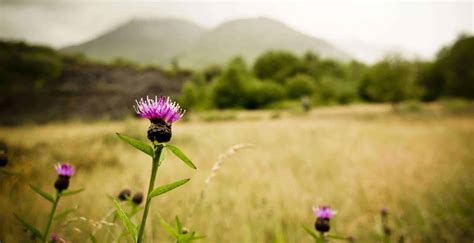 The Thistle - National Emblem of Scotland - Historic UK