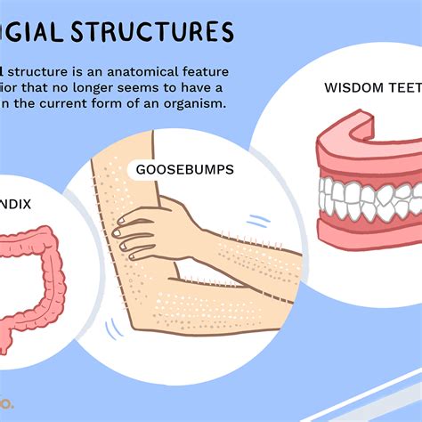 Vestigial Structures Definition Biology - slideshare