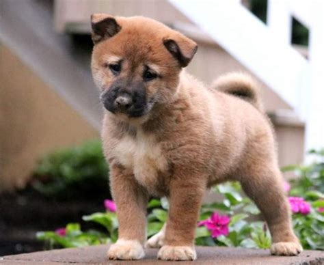 Shiba Inu Mix Puppies for Sale - Keystone Puppies