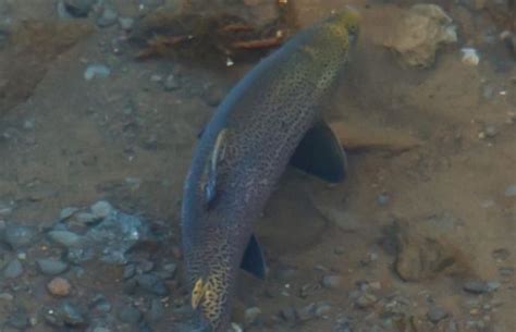 Brown Trout Spawning and Breeding Habits