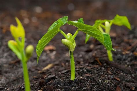 Pinto Bean Plant Life Cycle - 3 Tips To Grow Bean Properly