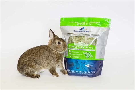 Best Timothy Hay for Rabbits: #1 Guide | Blue Mountain Hay