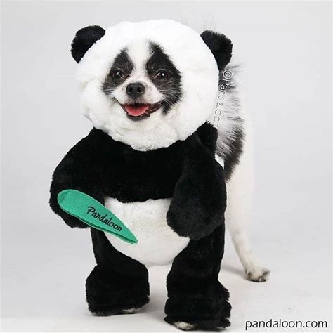 Our mascot panda pomeranian dog Huxley the Panda Puppy loves to test and approve every Pandaloon ...