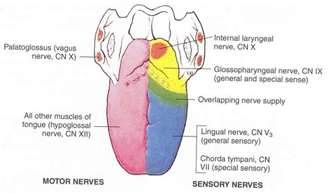 The Tongue Muscles Innervation Vasculature Teachmeanatomy | Images and Photos finder