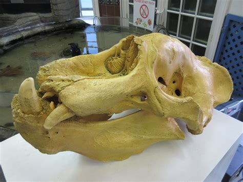 Northern Elephant Seal Skull - ZooChat