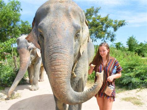 Pattaya Elephant Jungle Sanctuary Full Day Tour with Optional Hotel Pick-Up tours, activities ...